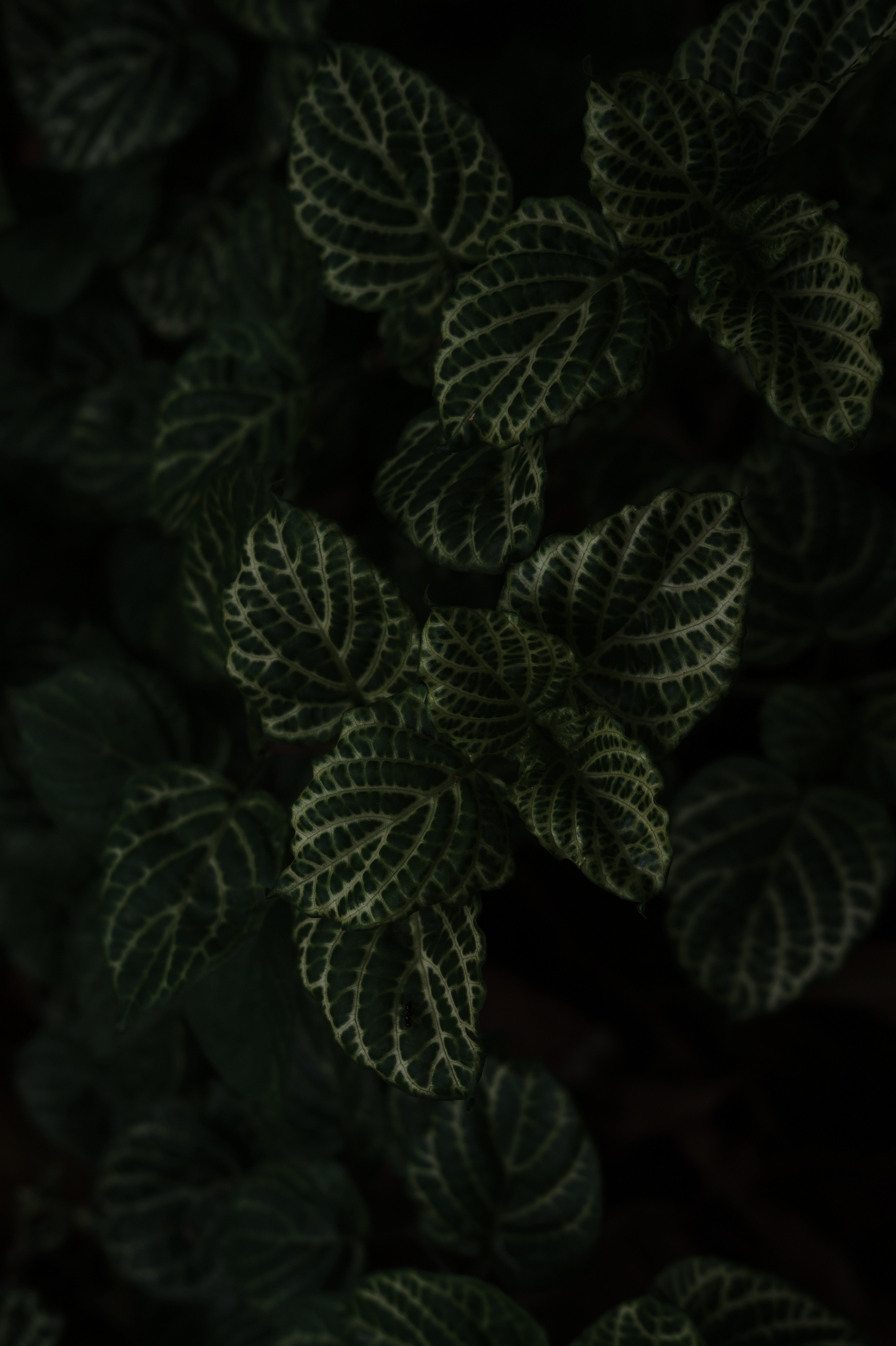 Green and Black Leaf Plant